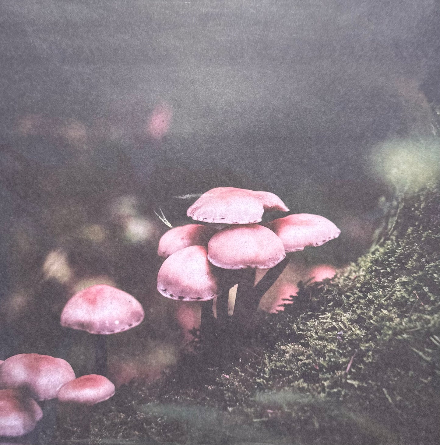 Vintage Market - 12x12 Single Sided Paper - Forest Mushrooms