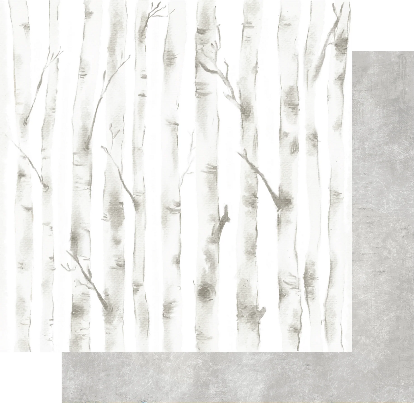 Silver Birch Paper